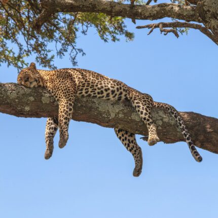 7 Days / 6 Nights Tanzania Safari